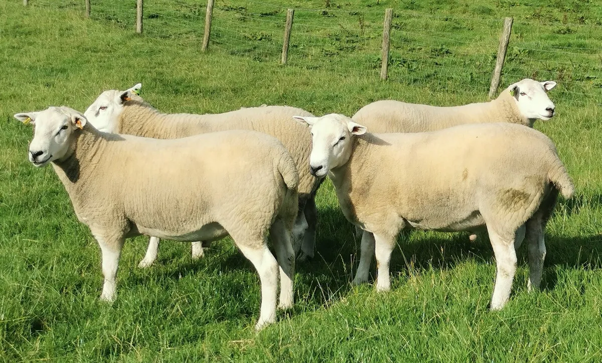 Lleyn Shearling Rams - Image 2