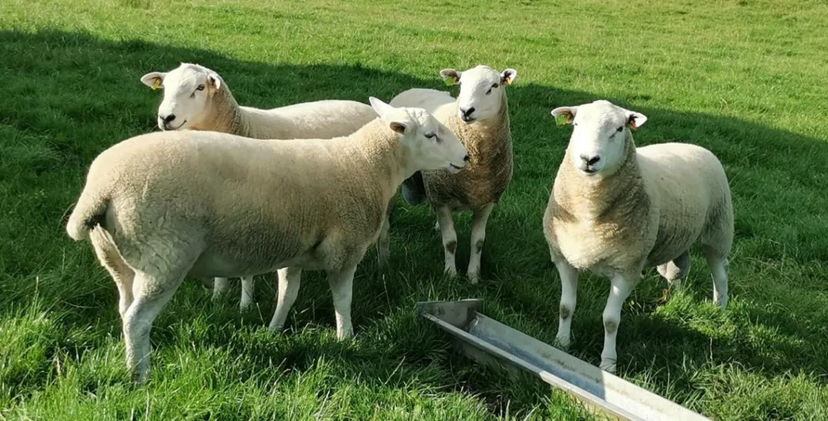 Lleyn Shearling Rams - Image 3