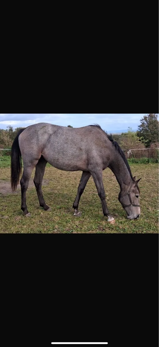 Filly for sale - Image 1