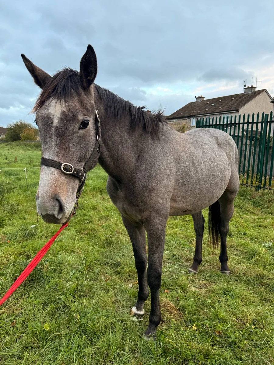 Filly for sale - Image 2
