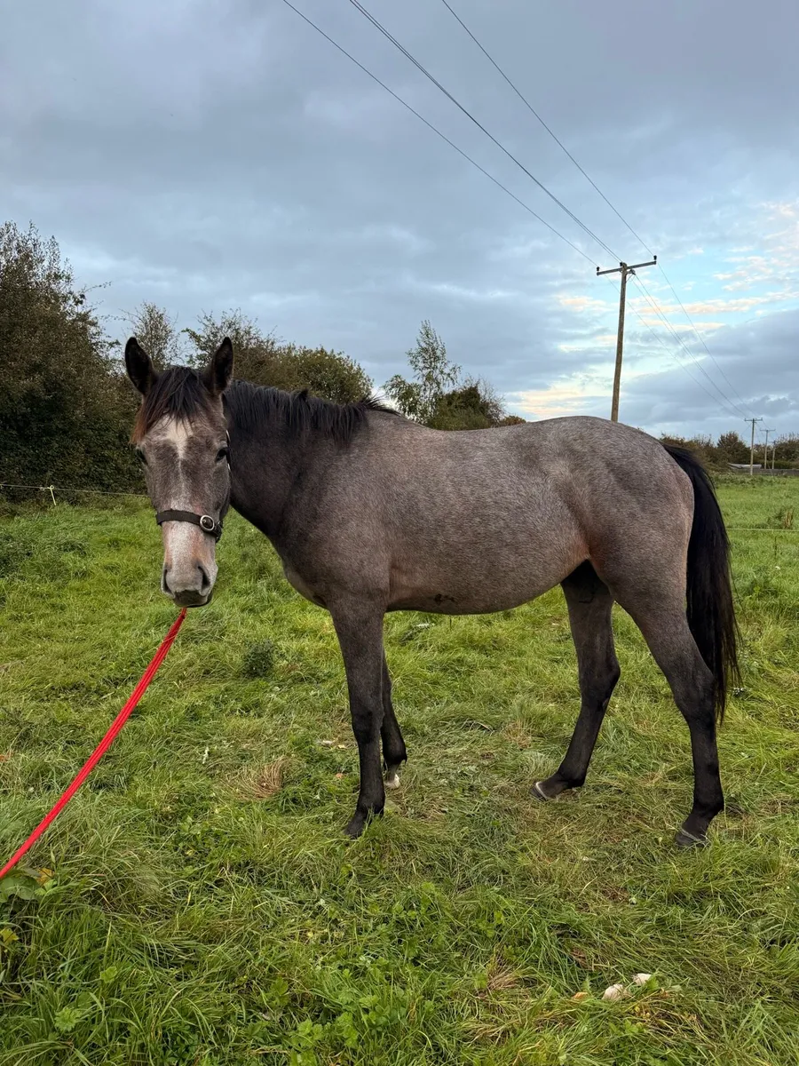 Filly for sale - Image 3