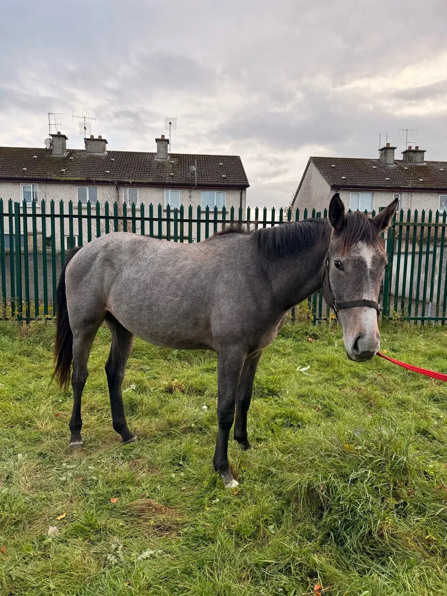 Filly for sale - Image 4