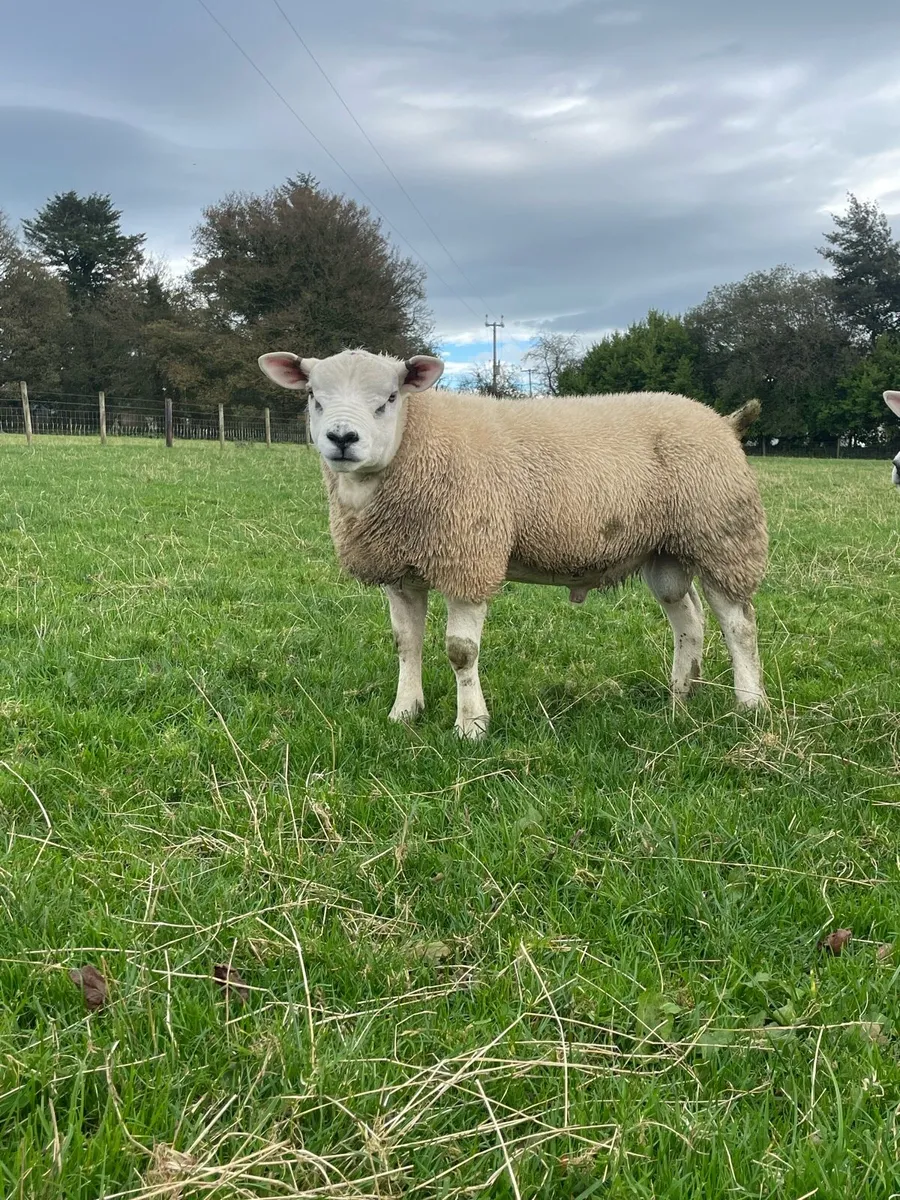Suffolk and Texel ram lambs - Image 1