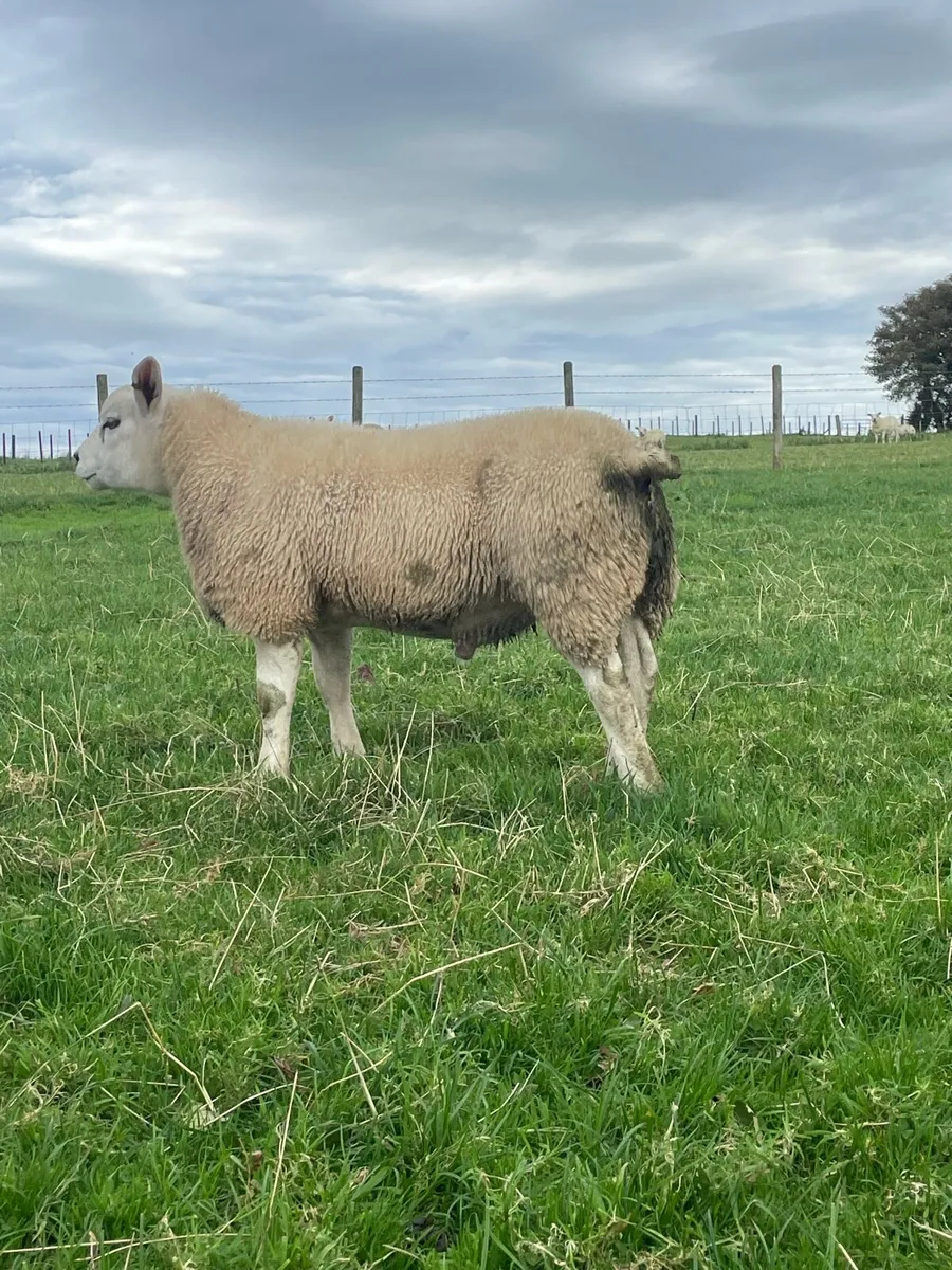 Suffolk and Texel ram lambs - Image 2