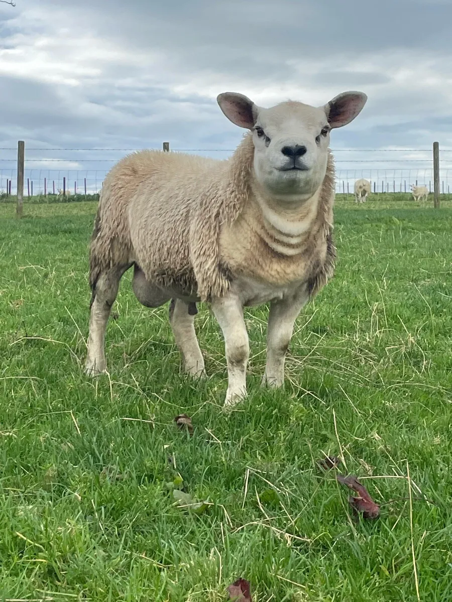 Suffolk and Texel ram lambs - Image 3