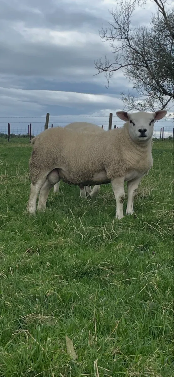 Suffolk and Texel ram lambs - Image 4