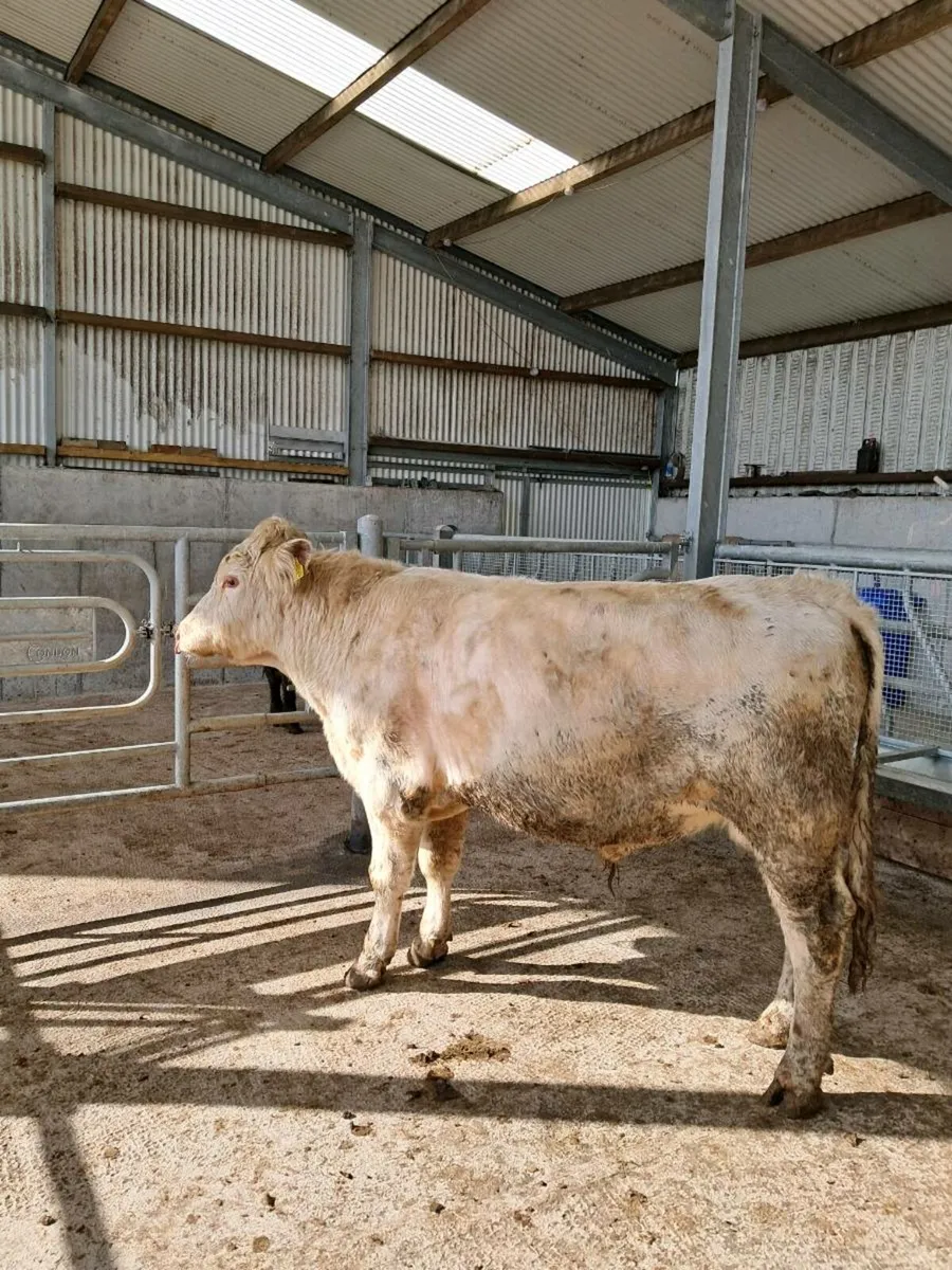 Pbr shorthorn bulls - Image 1