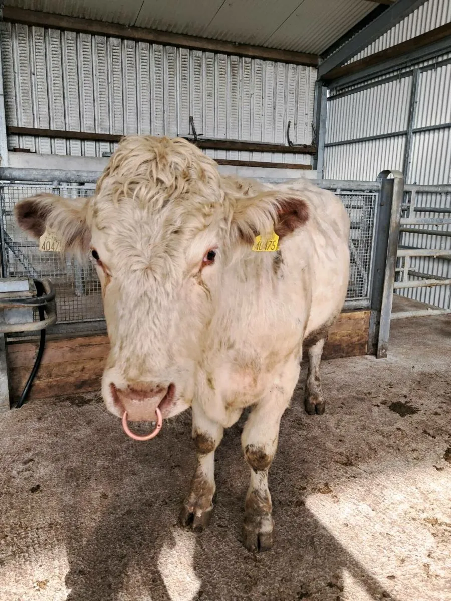 Pbr shorthorn bulls - Image 2