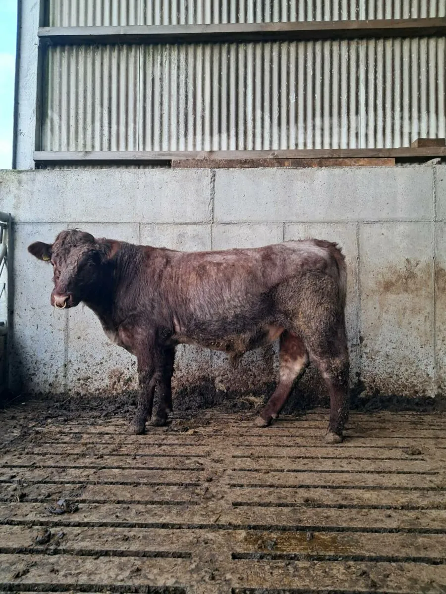 Pbr shorthorn bulls - Image 3