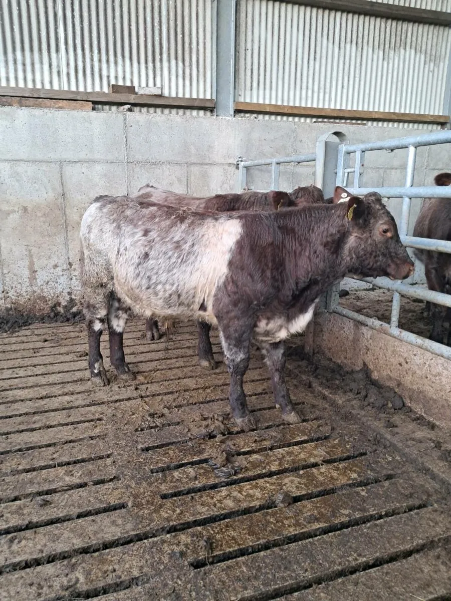 Pbr shorthorn bulls - Image 4