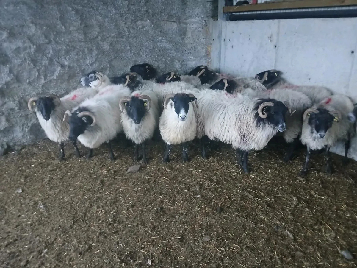 Ewes suitable for breeding - Image 1
