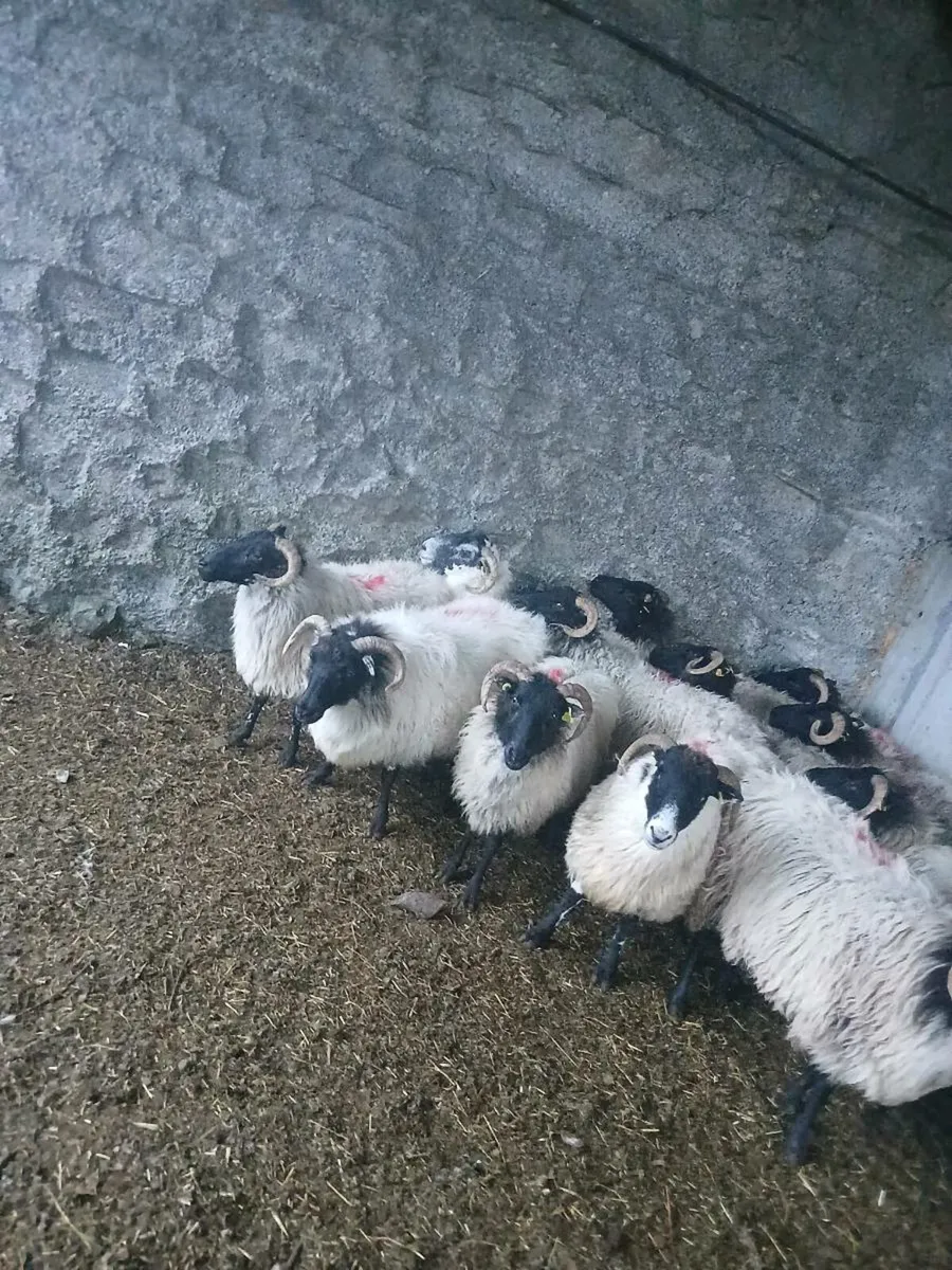 Ewes suitable for breeding - Image 2