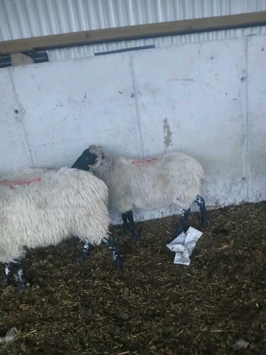 Ewes suitable for breeding - Image 3