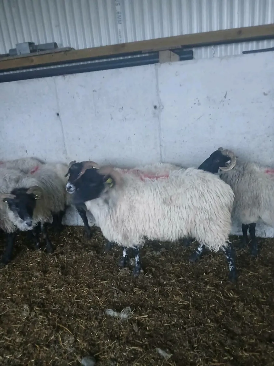 Ewes suitable for breeding - Image 4