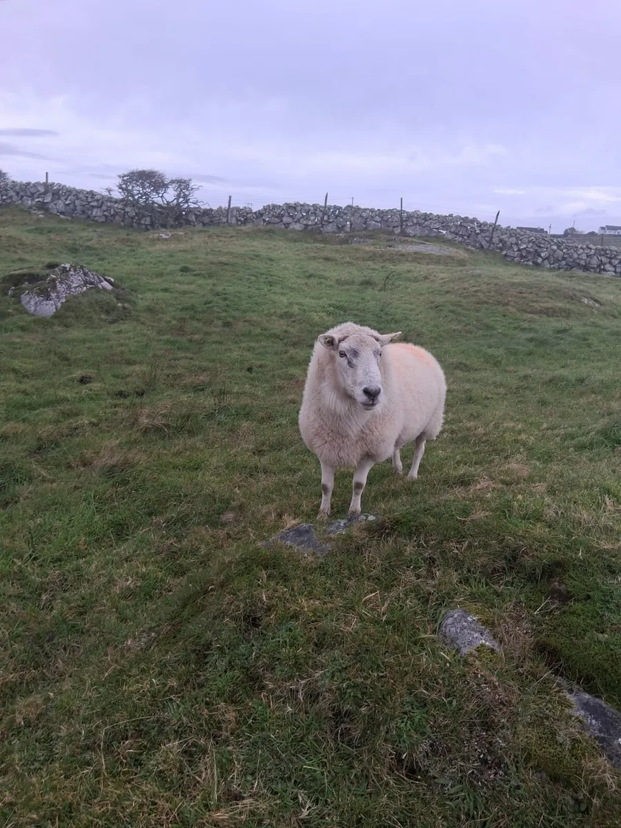 Cheviot ramb for sale - Image 2