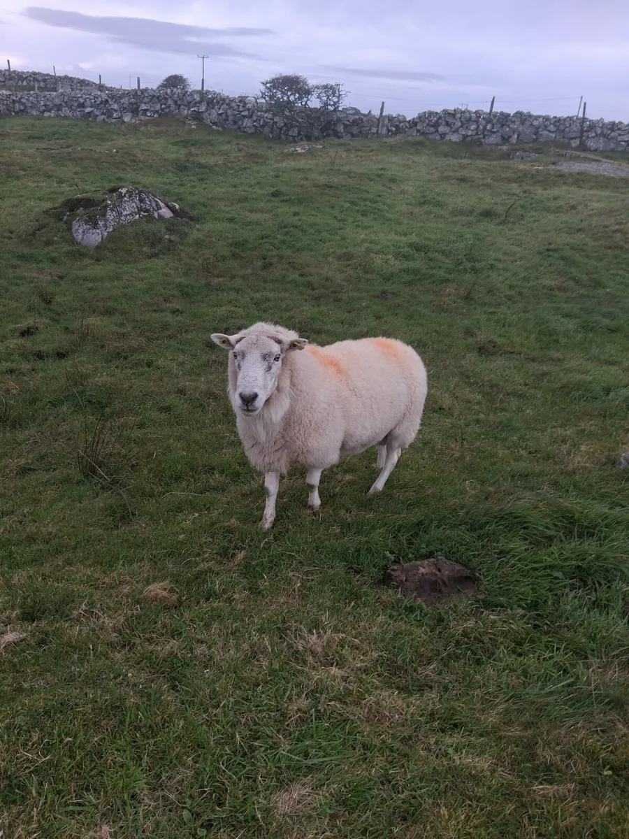 Cheviot ramb for sale - Image 3