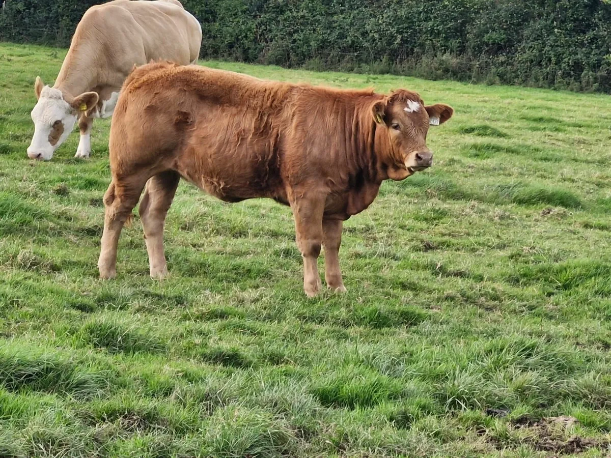 Livestock - Image 1