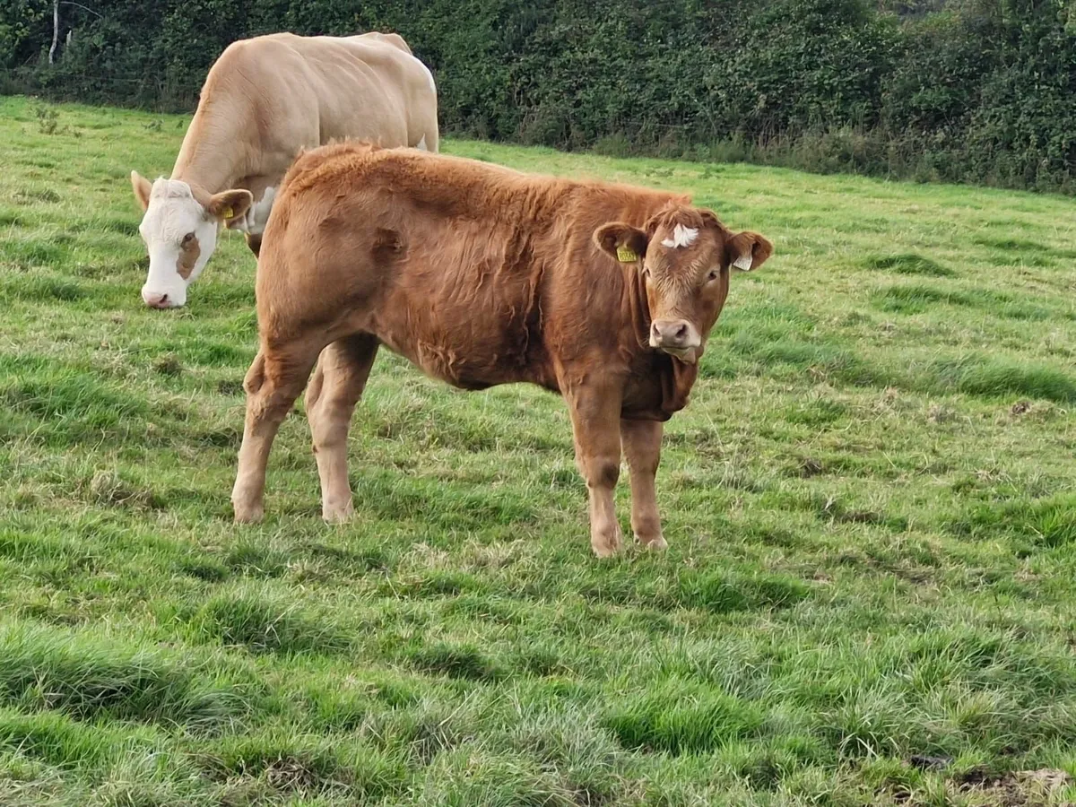 Livestock - Image 2