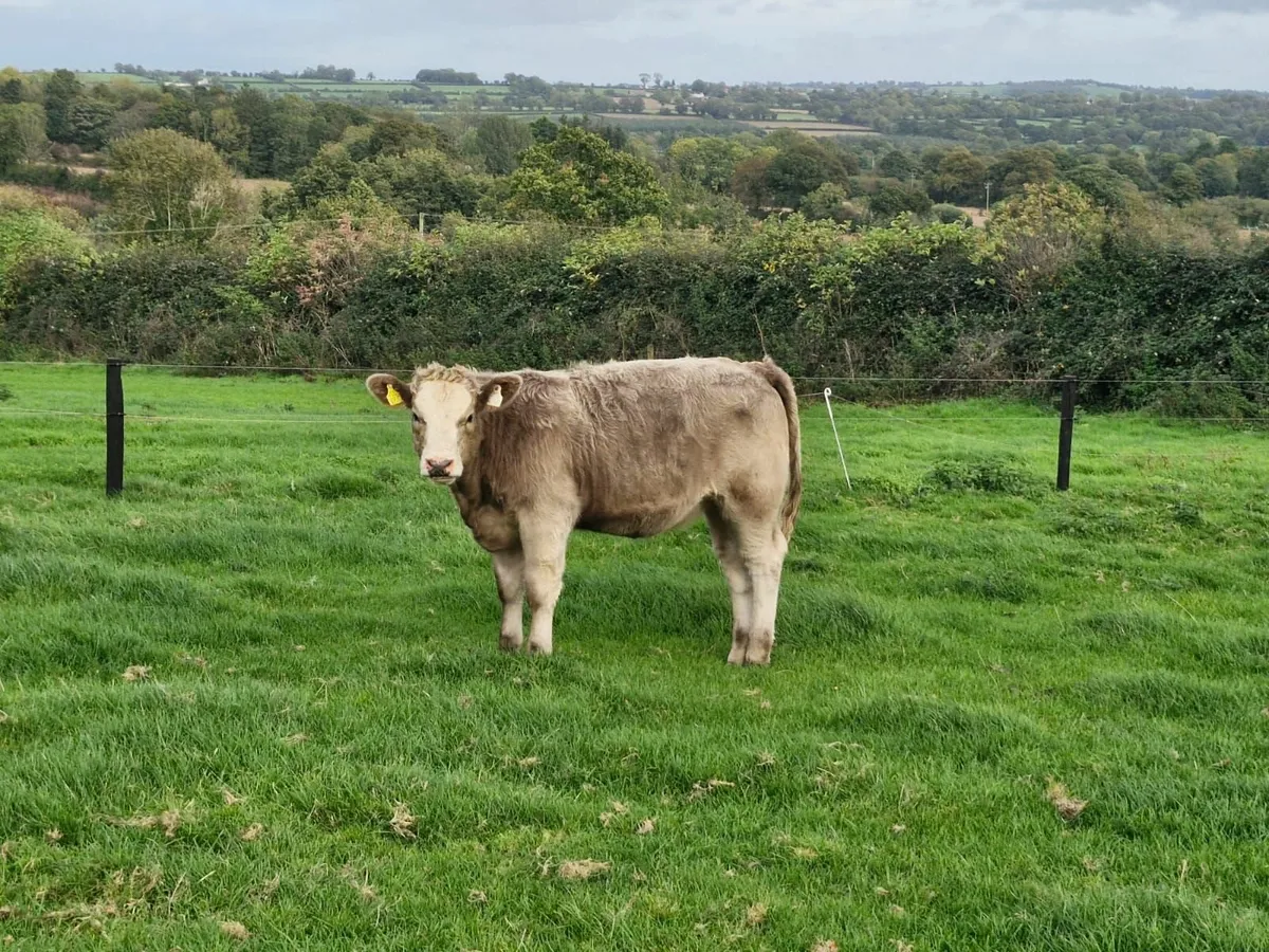 Livestock - Image 3
