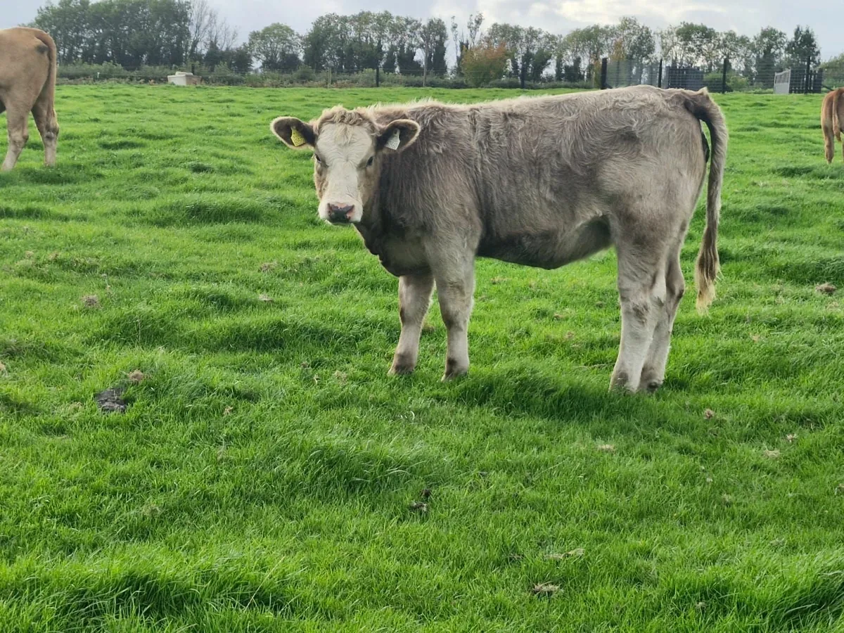 Livestock - Image 4