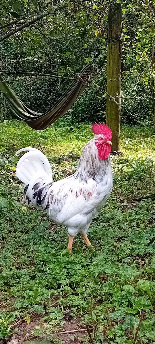 Rooster - Image 1