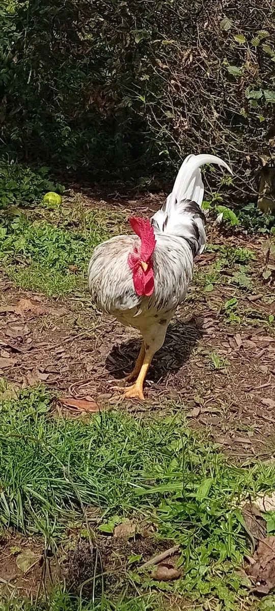 Rooster - Image 2