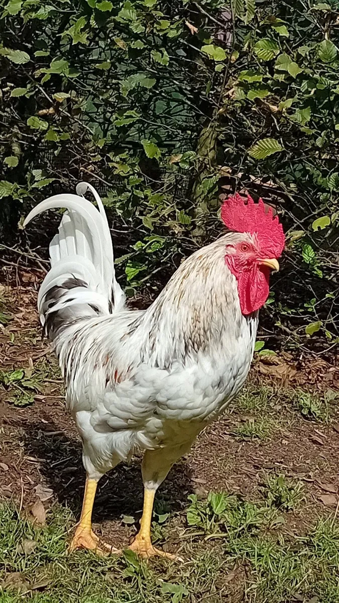Rooster - Image 3
