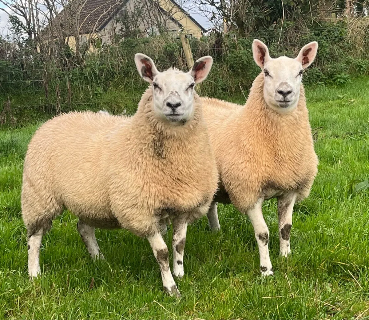 Two Kerry Hill  Cross Pedigree Texel Ewe Lambs - Image 1