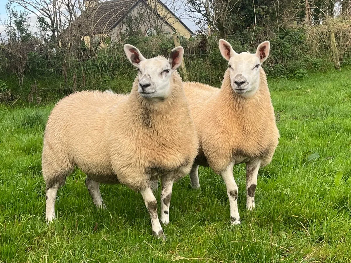 Two Kerry Hill  Cross Pedigree Texel Ewe Lambs - Image 2