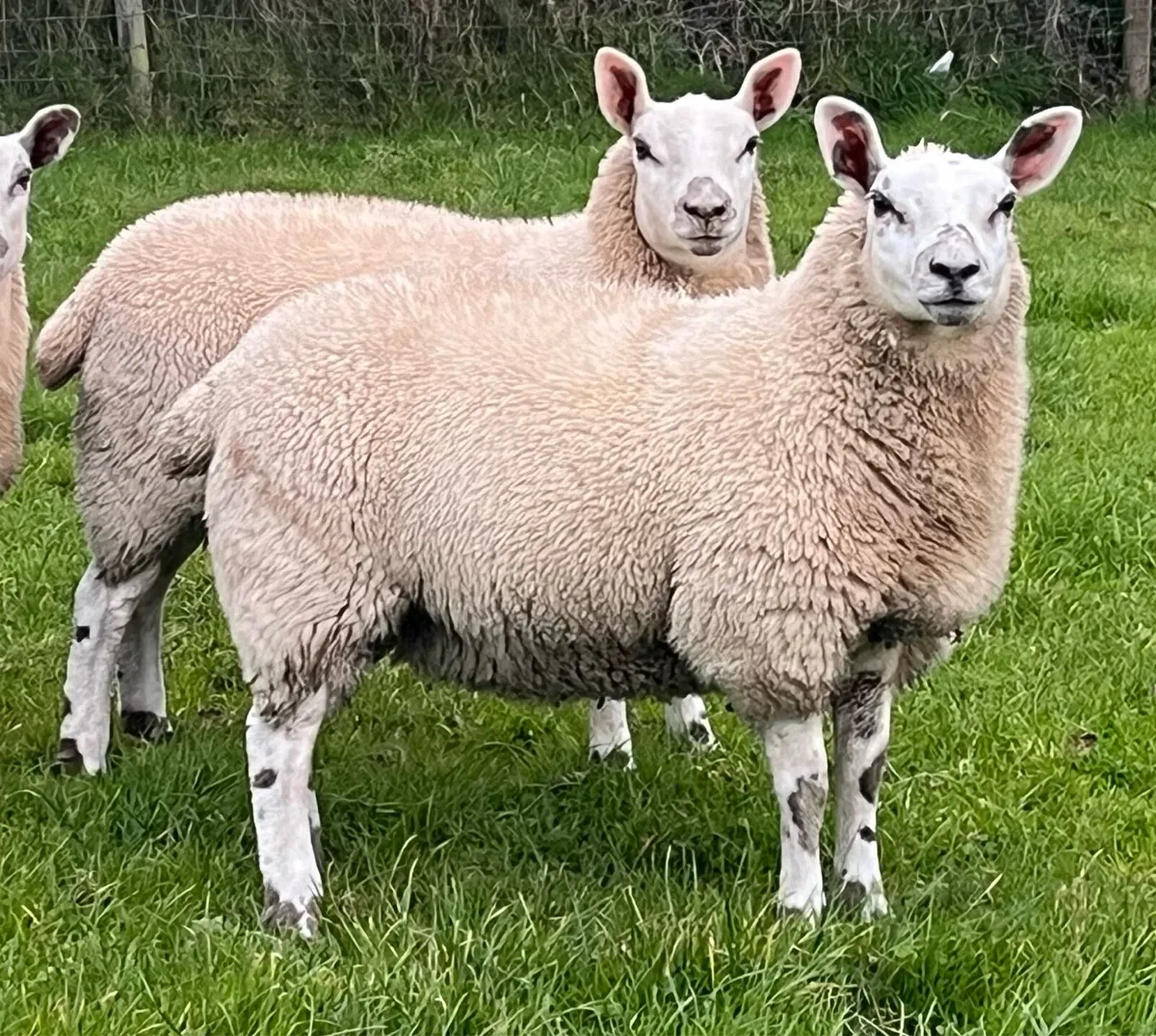 Two Kerry Hill  Cross Pedigree Texel Ewe Lambs - Image 3
