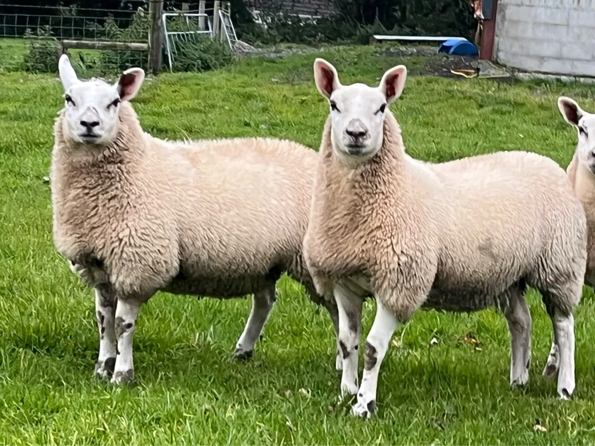 Two Kerry Hill  Cross Pedigree Texel Ewe Lambs - Image 4