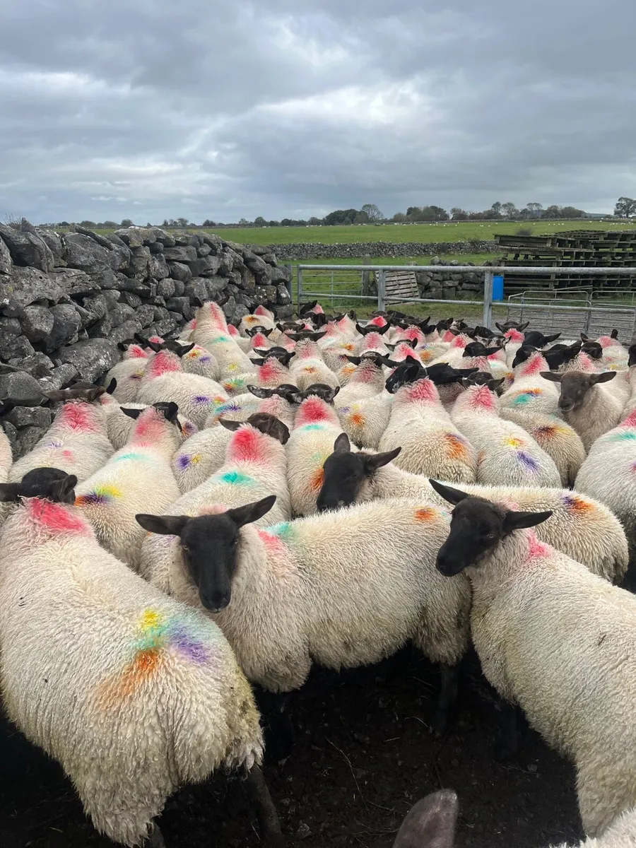Ewe lambs - Image 2