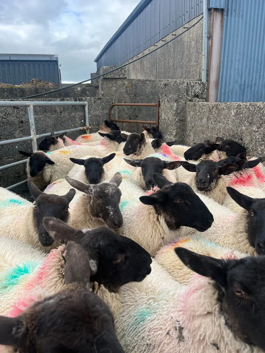 Ewe lambs - Image 1