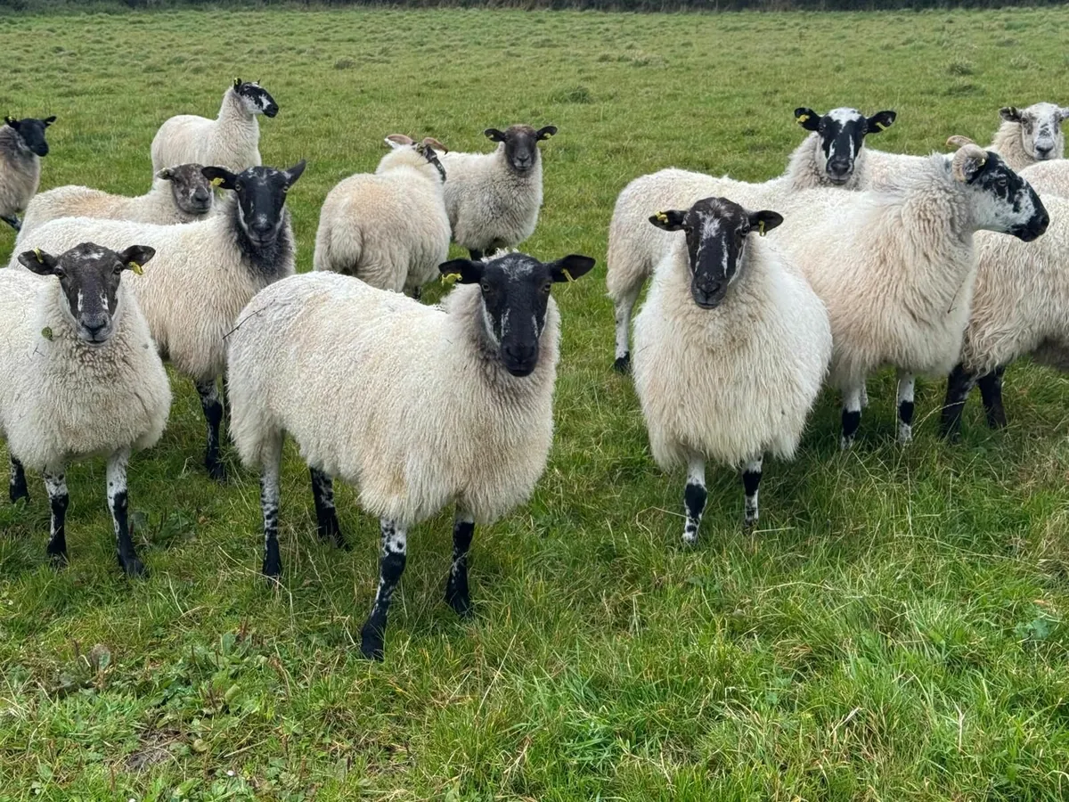 Mule ewes for sale - Image 1