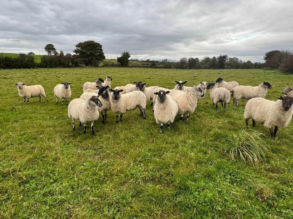 Mule ewes for sale - Image 2