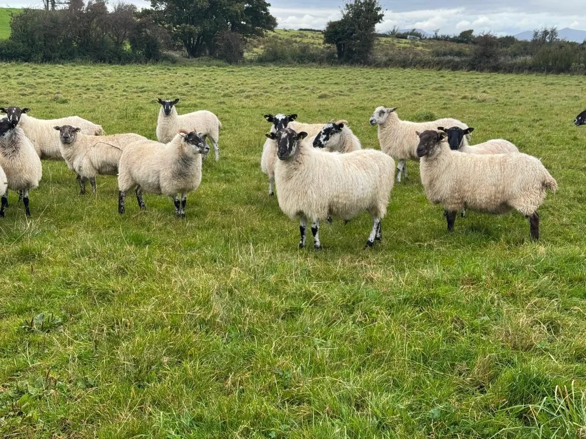 Mule ewes for sale - Image 3