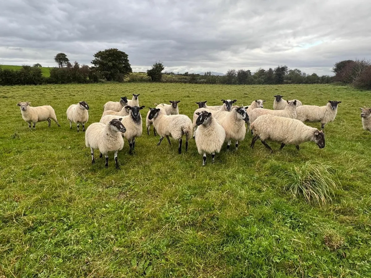 Mule ewes for sale - Image 4