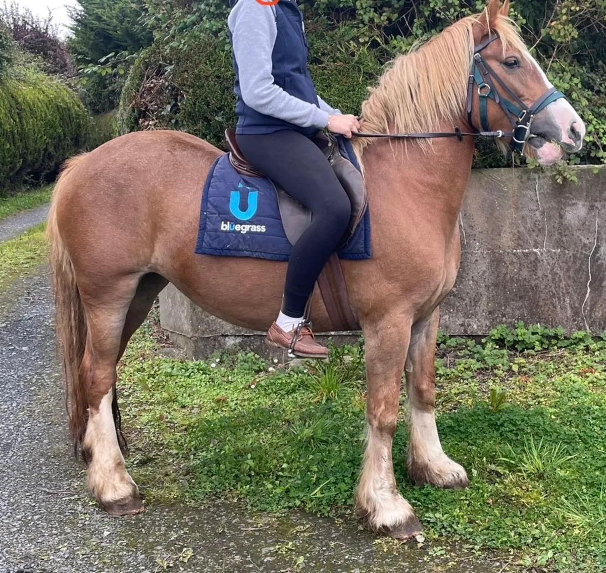 Heavy weight carrier COB mare 14.1hh - Image 3