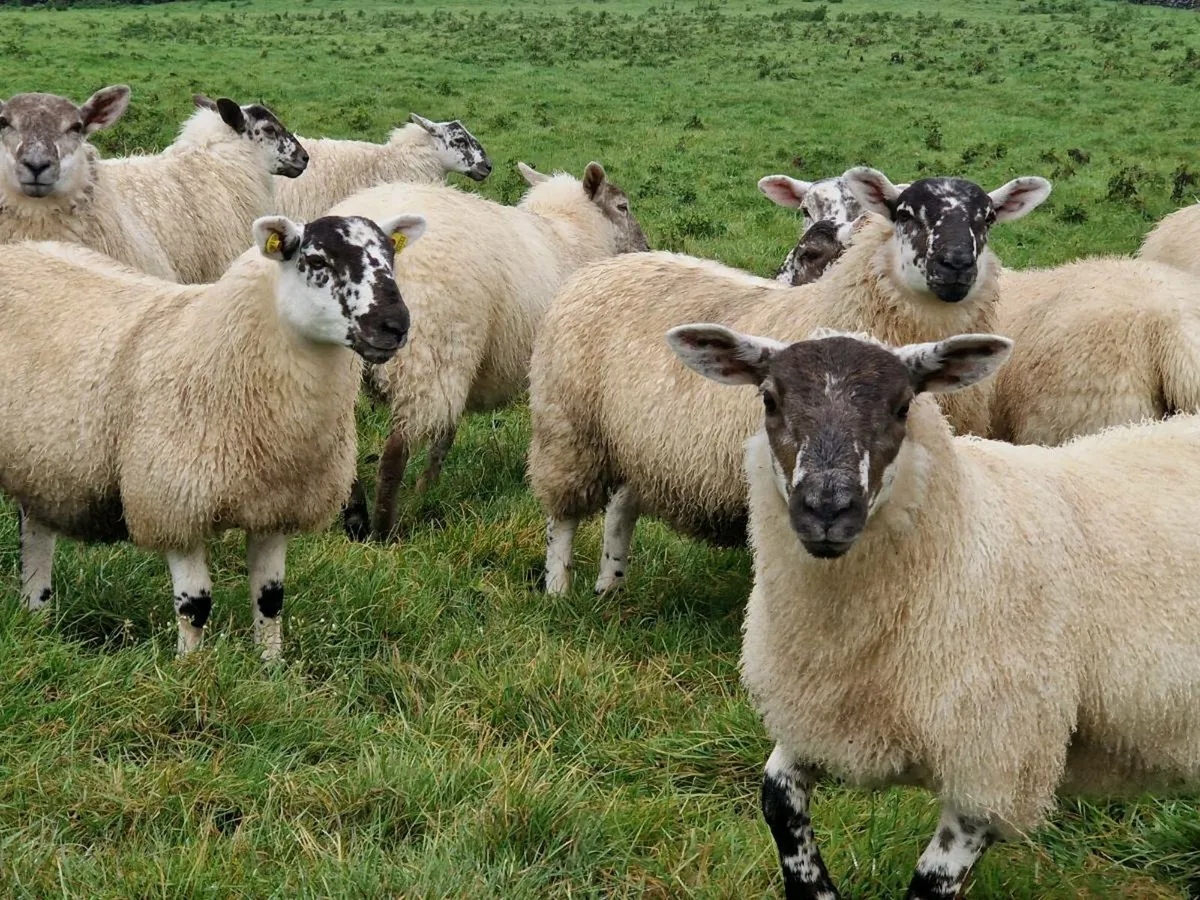 Hiltex ewe lambs - Image 1