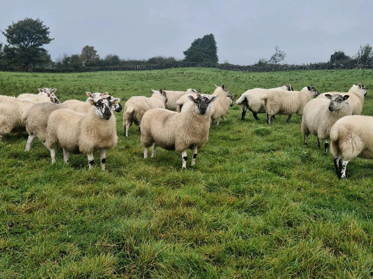 Hiltex ewe lambs - Image 2