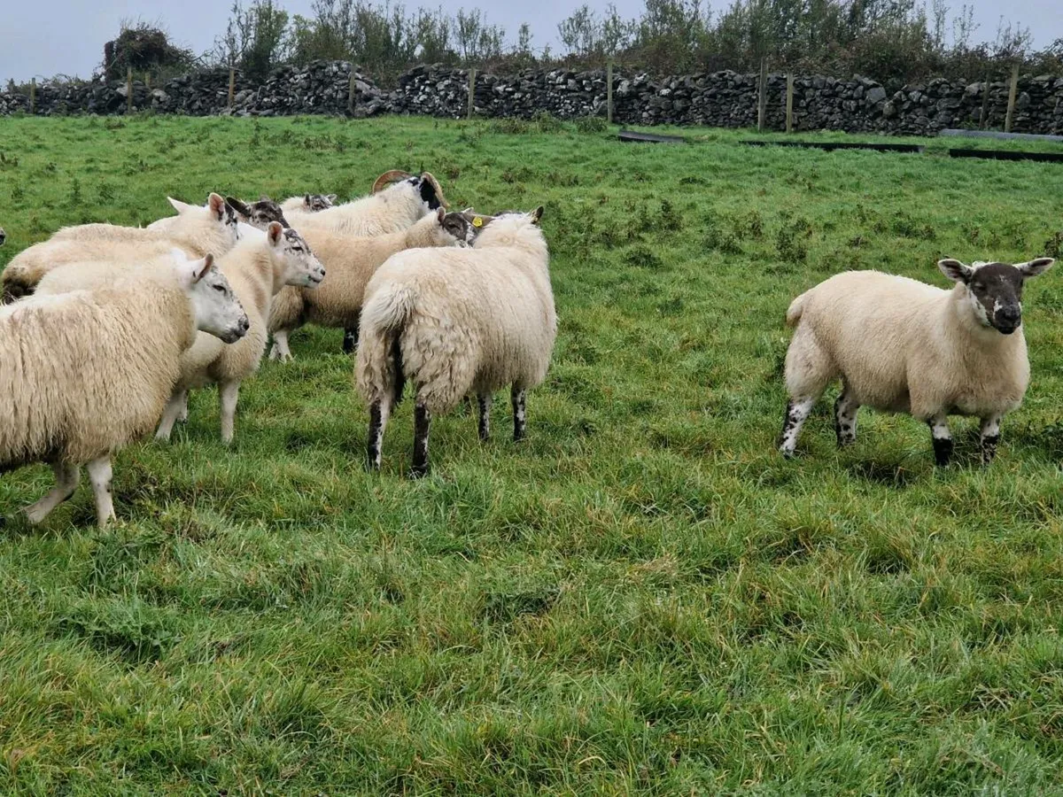 Hiltex ewe lambs - Image 3