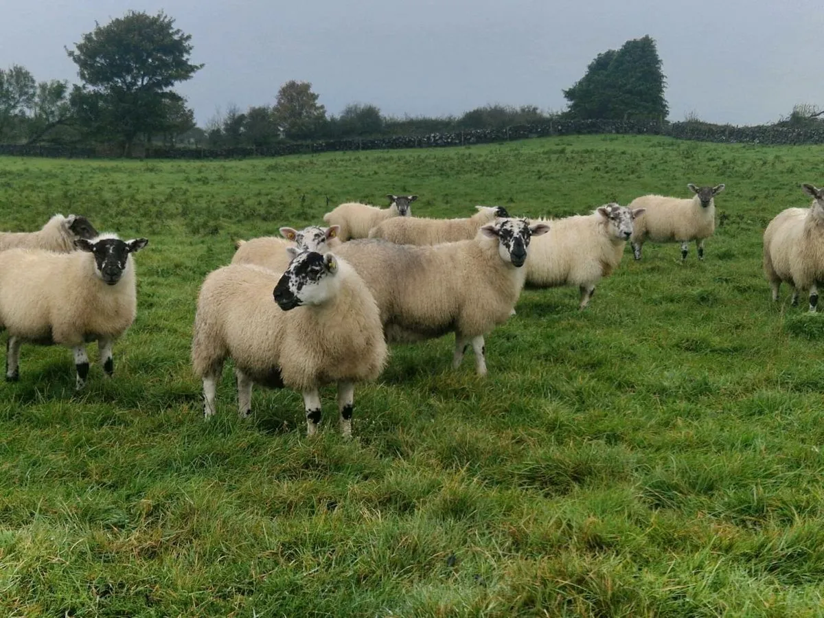 Hiltex ewe lambs - Image 4