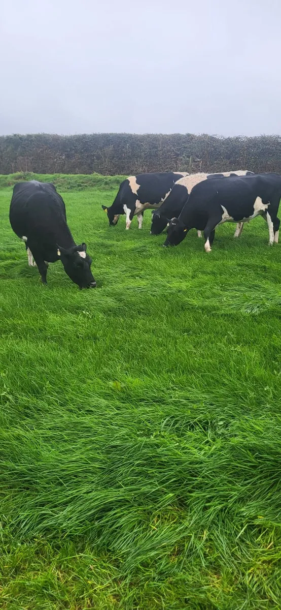 In Calf heifers - Image 2
