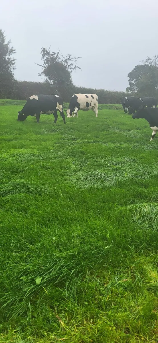 In Calf heifers - Image 3