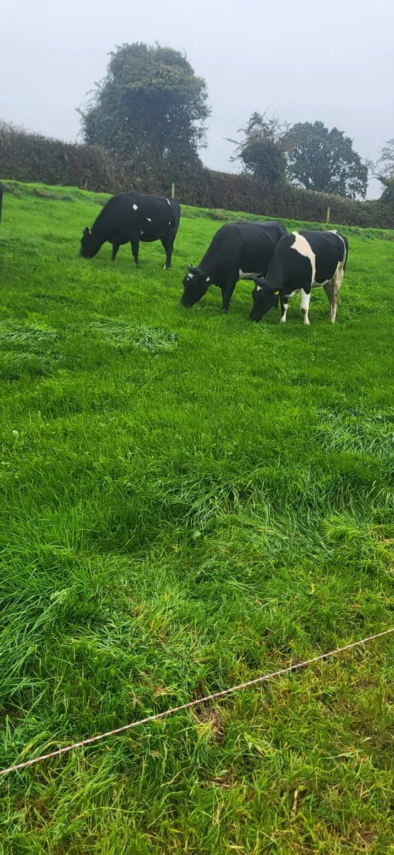 In Calf heifers - Image 4