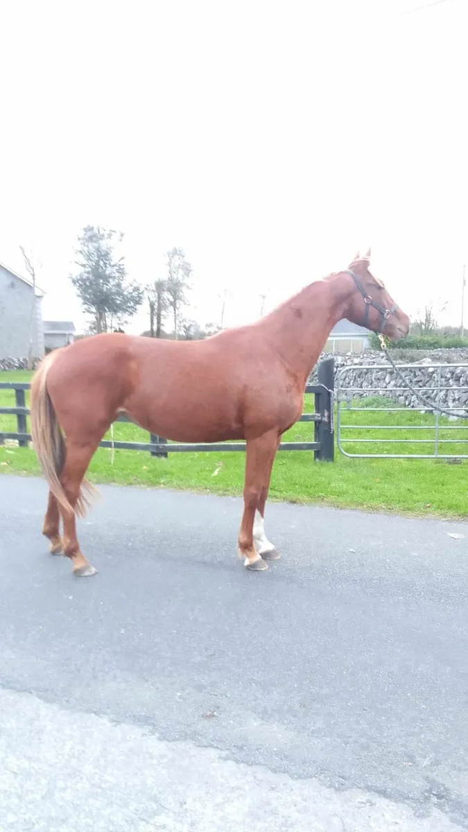 4 Yr Old Pointilliste Filly - Image 1