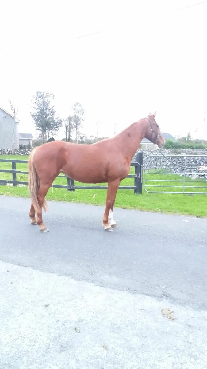 4 Yr Old Pointilliste Filly - Image 2