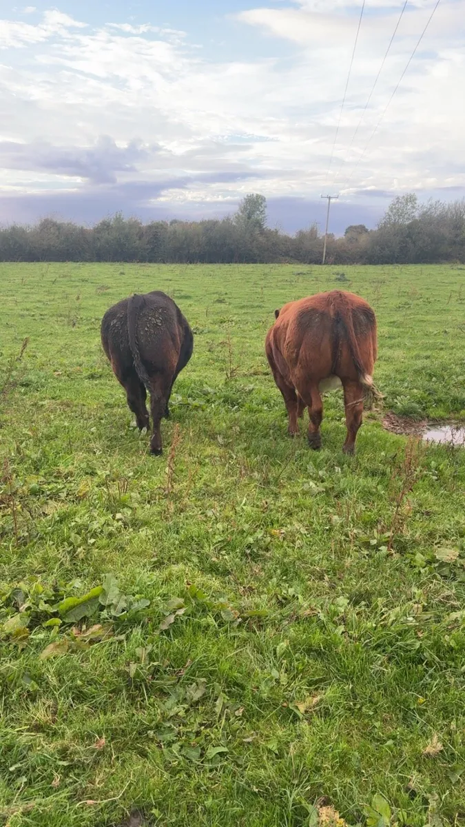 Show cattle - Image 3