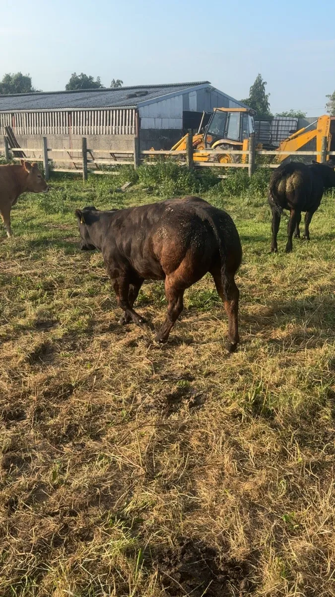 Show cattle - Image 2