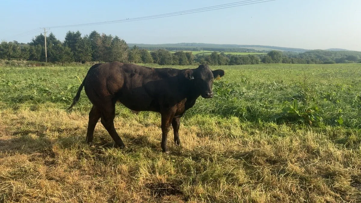Show cattle - Image 4